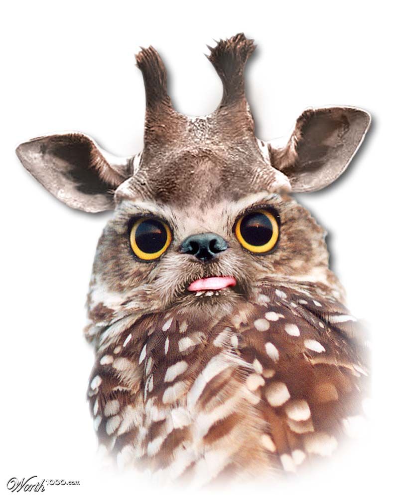 Hoot