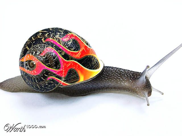 Speedy Snail