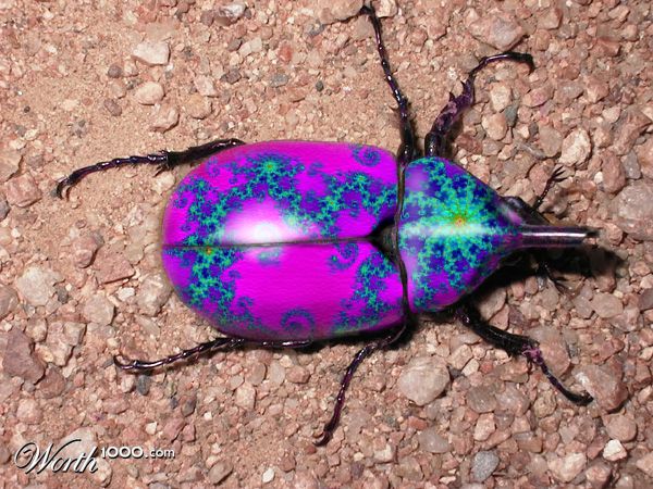 Fractal Beetle