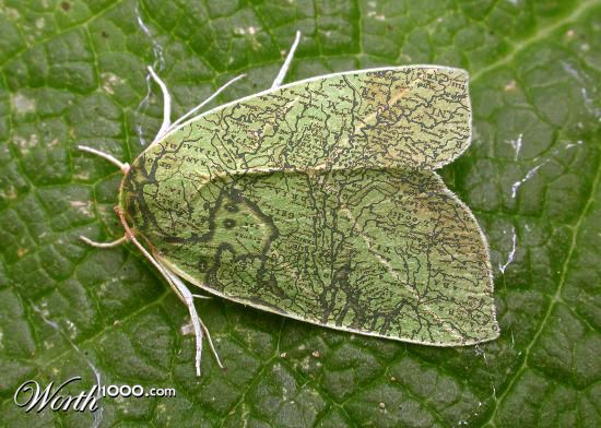 Zuider Zee Mapmoth