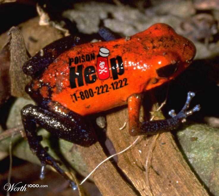 Poisonous frog