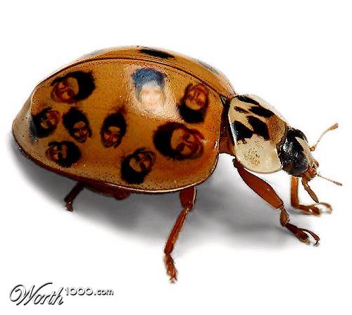 Ladybug