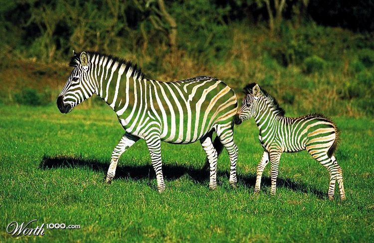 Semi-Cloaking Zebra