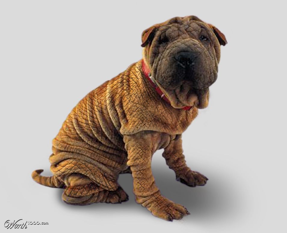 Crocky Dog