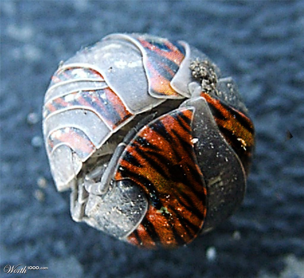 tiger worm