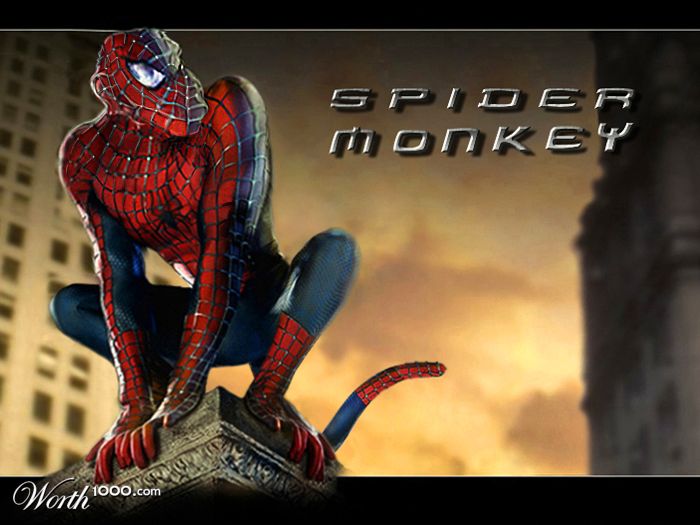 Spider-Monkey