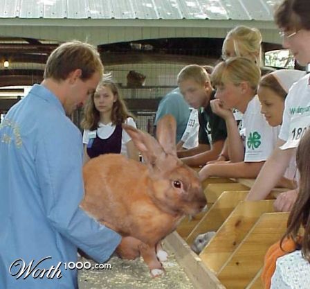 Rabbit Show