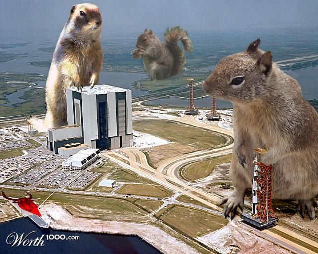 Squirrel attack