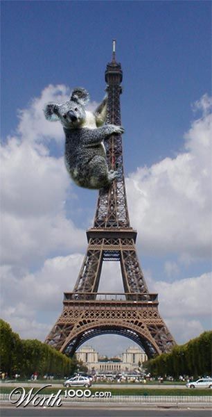 a koala in Paris