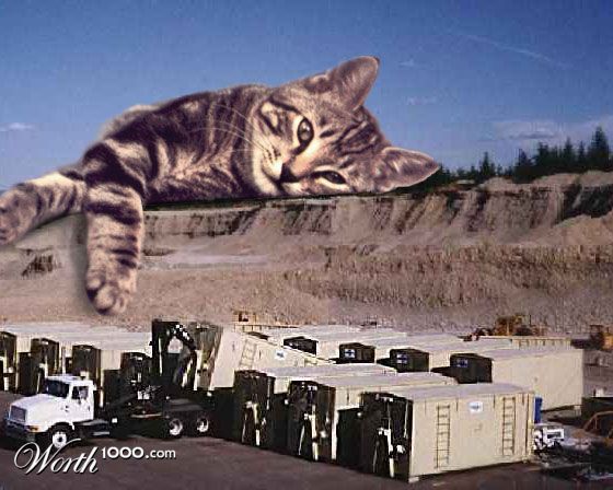 Cat Kong