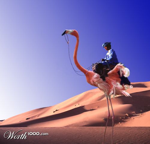 flamingo...