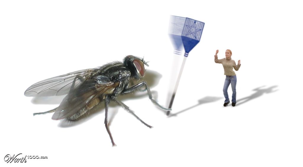 Flies