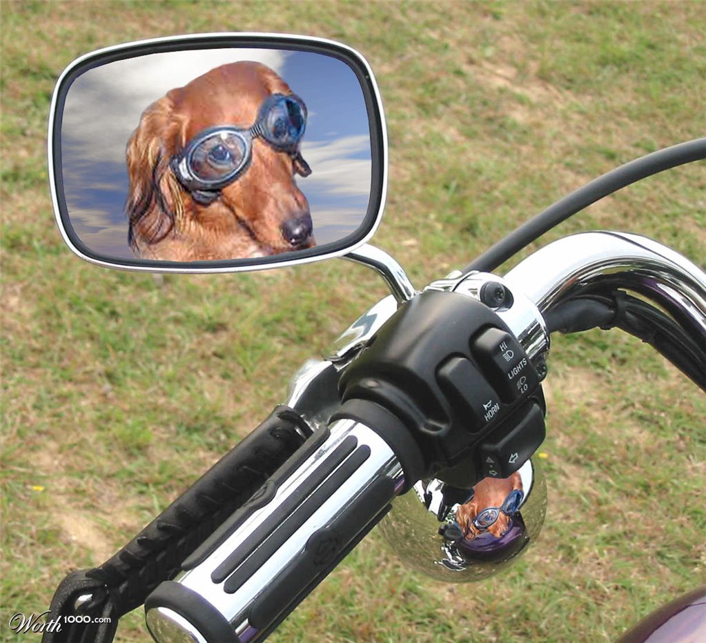 Harley Dog