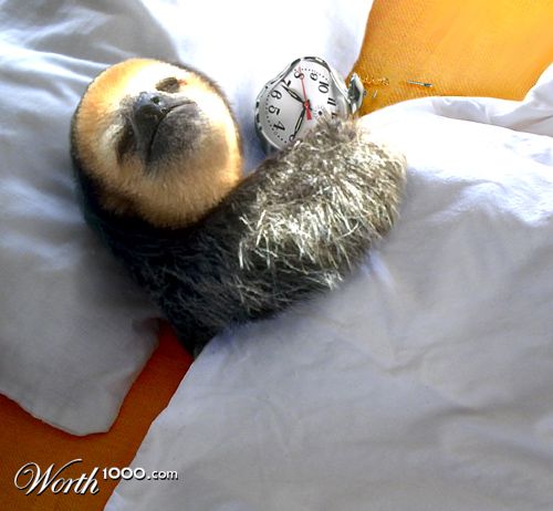 One happy sloth