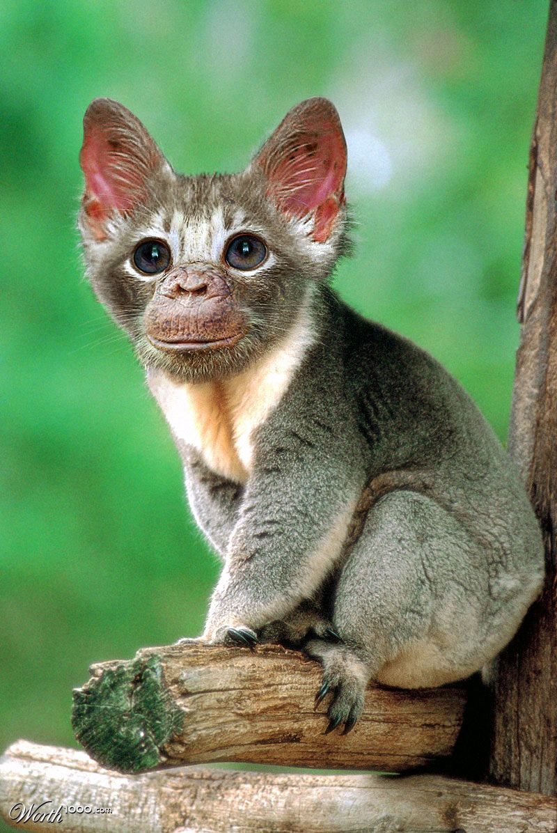Wild Mogwai