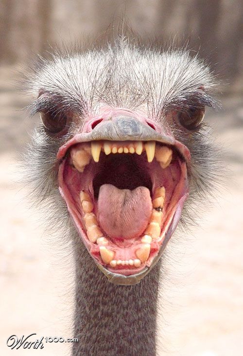 ostrich