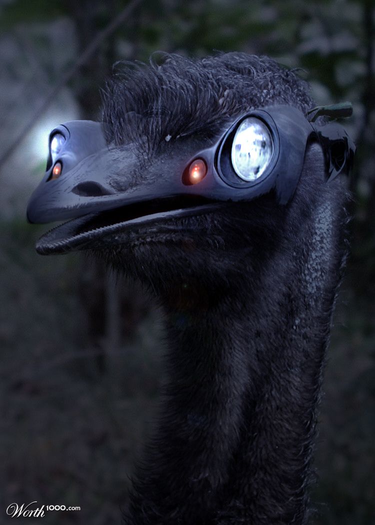 Emu-Car