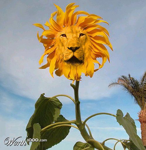 Sunlion