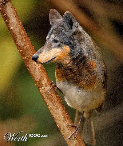 Robin Redwolf