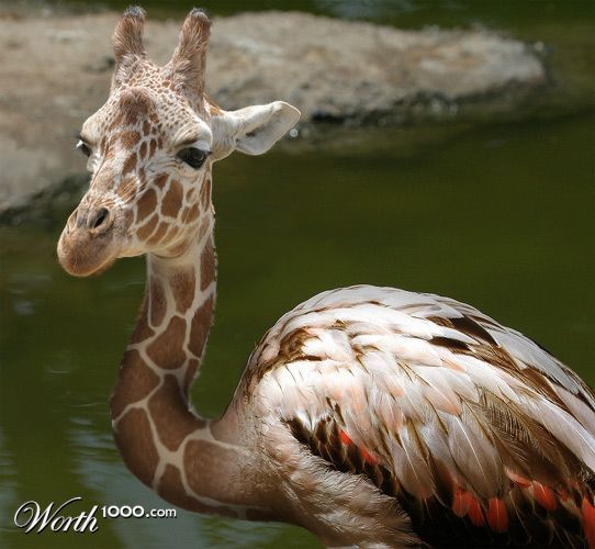 tall bird
