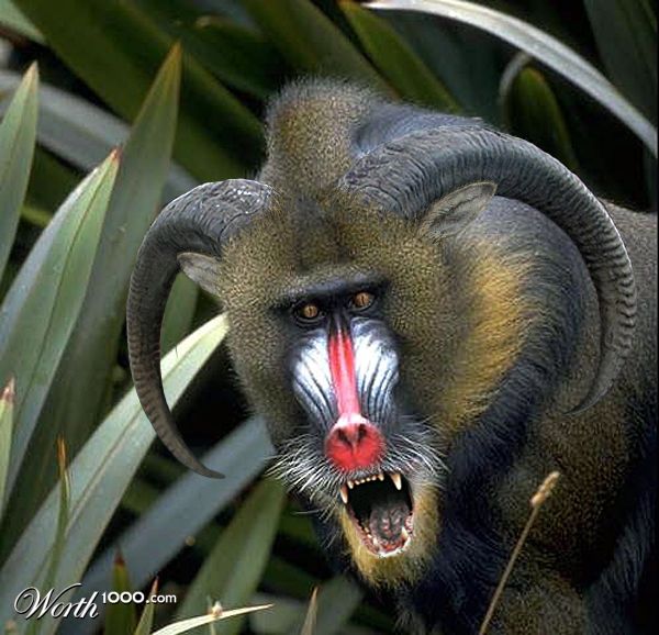 Dr. Moreaus Mandrill
