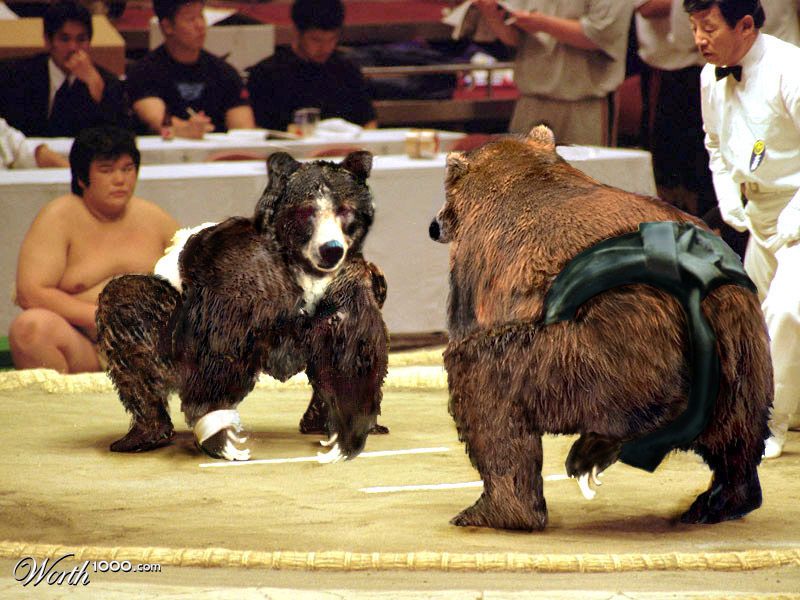 A Grizzly Sumo Match