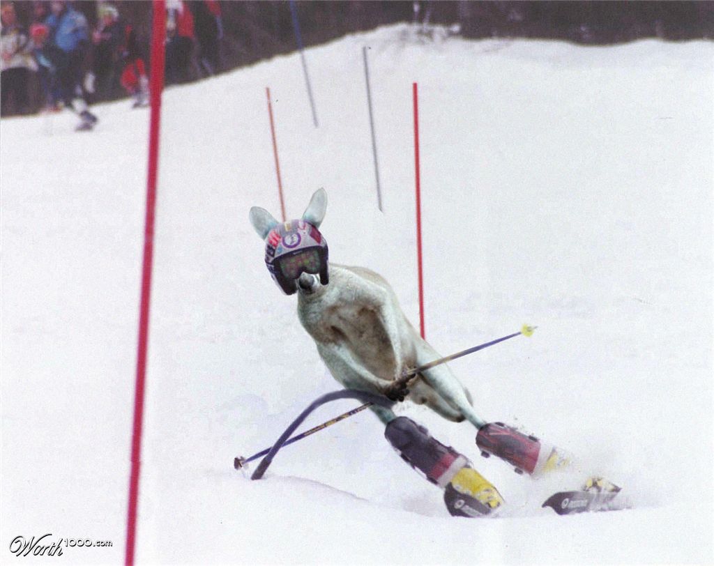 Ski(ppy)