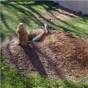 Gravedigger Golpher — IdeoPraxist