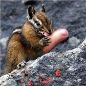 grumpy gopher — ElBorbah