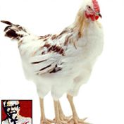 4x4 chicken — occam