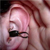 Earwig — arsidubu