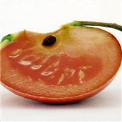 The Appmato — MrPumpernickel
