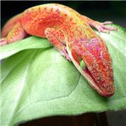 green anole — rooter
