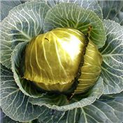 Mystical Golden Cabbage — m000ch