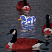 Duck Quebecois — dorquemada