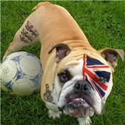 British Bulldog — theLimeyBrit