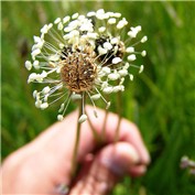 Sprouting Thoughts — BigRC