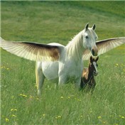 Cryptozoo 5