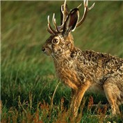 Jackalope — AloraBrooks