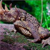 Rhinotoad — Tedmus