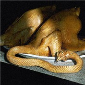 Chicken Snake Delicacy — bpkelsey