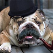 Bulldog — IgnatiousReilly