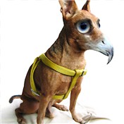 Miniature Doberman PINCHER — ldavid20
