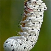 Chimaera 6