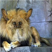 WolfSpider-Jackrabbit-Lion — afeldman