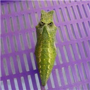 Metapod — A1A1L1O1A1A1M2