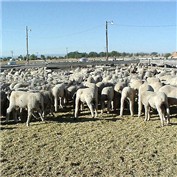 Herd — DestinationCreation