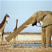 Elephant Gun — godzillatemple