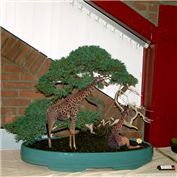 Bonsai Giraffes — Hawk