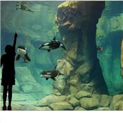 Mini Orca Aquarium — Puffnasty